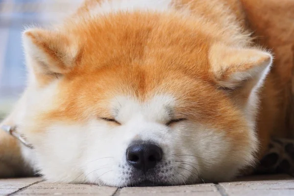 Akita Americano 1vettop% Akita Americano