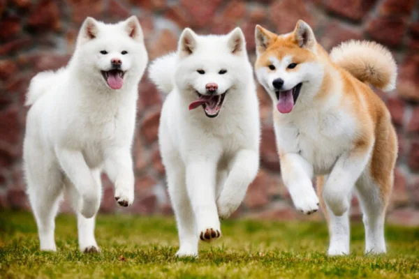 Akita Inu 1vettop% Akita Inu