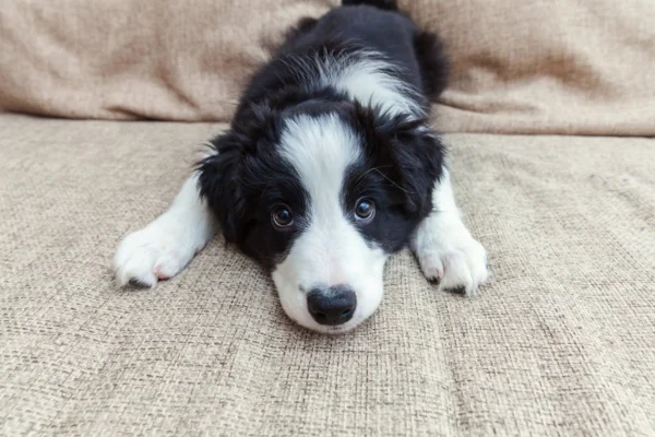 Gardenal para Cachorros 2vettop% Alizin para Cães
