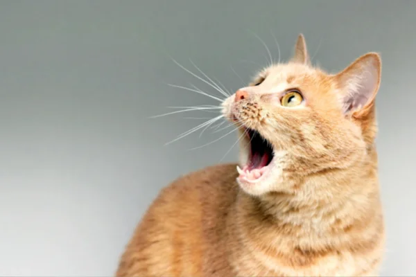 As Doenças Transmitidas por Gatos 2vettop% As-Doencas-Transmitidas-por-Gatos