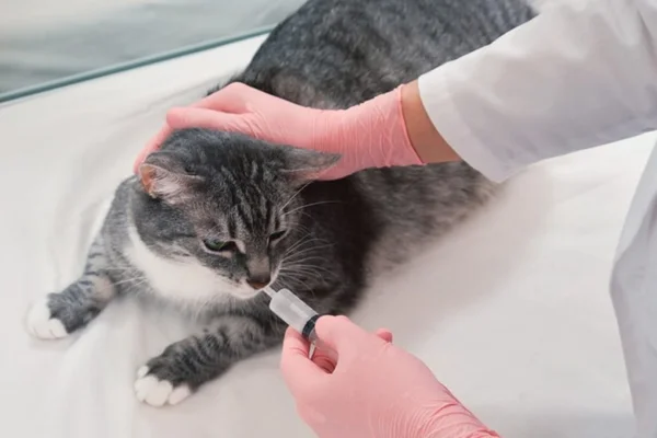 Azitromicina para Gatos 2vettop% Azitromicina para Gatos