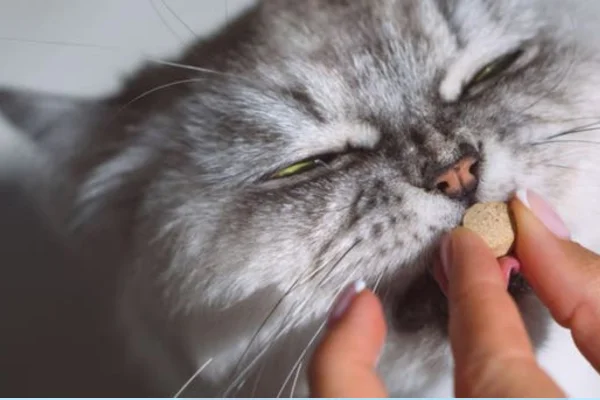Cefalexina para Gatos 2vettop% Azitromicina para Gatos