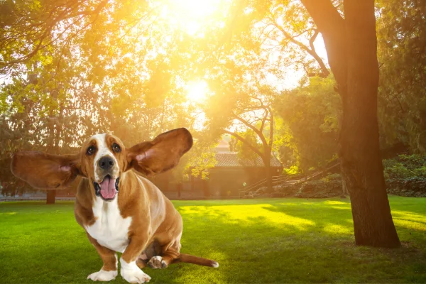 Basset Hound 1vettop% Basset Hound