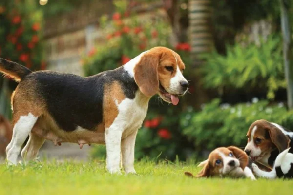 Beagle 1vettop% Beagle