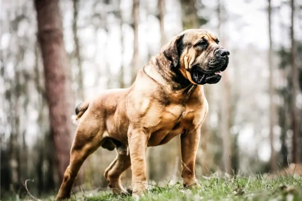 Boerboel 1vettop% Boerboel