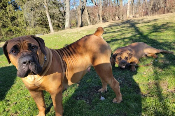 Boerboel 2vettop% Boerboel