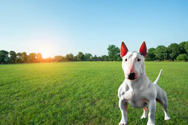 Bull Terrier Inglês 1vettop% Bull Terrier Inglês