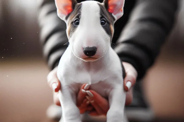 Bull Terrier Inglês Miniatura 1vettop% Bull Terrier Inglês Miniatura