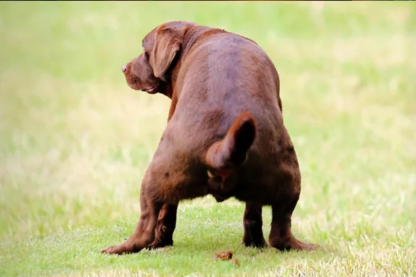 Como Agir Quando o Cachorro Está com Diarreia 1vettop% Cachorro Está com Diarreia