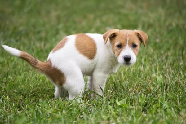 Como Agir Quando o Cachorro Está com Diarreia 2vettop% Cachorro Está com Diarreia