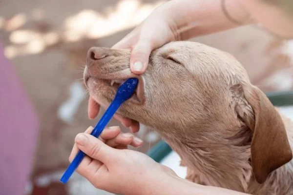 Cachorro com Dor de Dente: Como Identificar e Cuidar 2vettop% Cachorro com Dor de Dente: