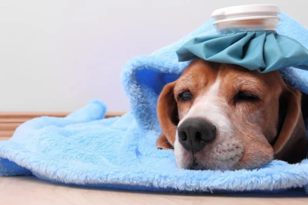 Cerenia para cães 2vettop% Cerenia para cães