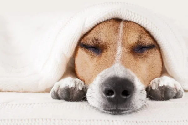 Cerenia para cães 1vettop% Cerenia para cães