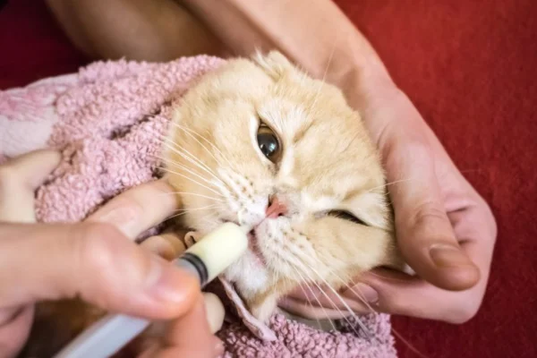 Como Administrar Dipirona para Gatos 1vettop% Como Administrar Dipirona para Gatos