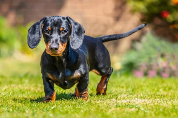 Dachshund 2vettop% Dachshund