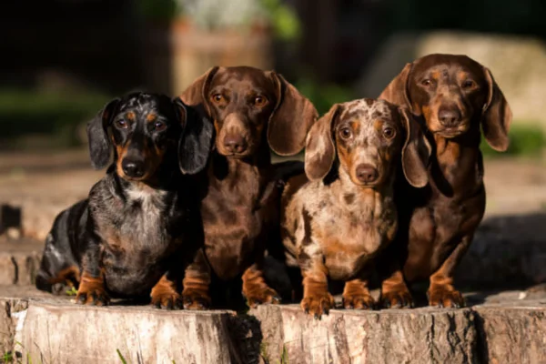 Dachshund 1vettop% Dachshund