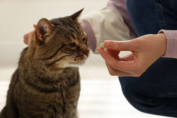 Dexametasona para gatos 2vettop% Dexametasona para gatos, uso, perigos e benefícios