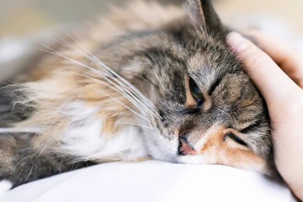 Dexametasona para gatos 1vettop% Dexametasona para gatos, uso, perigos e benefícios