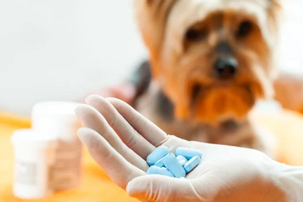 É seguro dar antialérgico humano para cachorro? 2vettop% É seguro dar antialérgico humano para cachorro