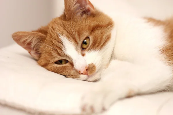 Escherichia coli em gatos 2vettop% Escherichia coli em Gatos (1)