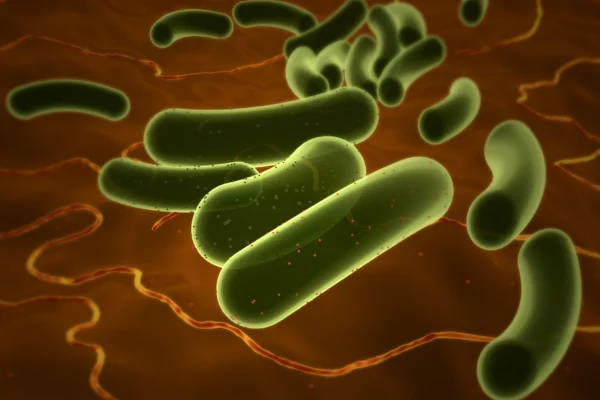 Escherichia coli em gatos 1vettop% Escherichia coli em Gatos
