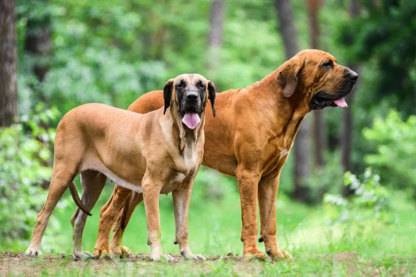 Fila Brasileiro 1vettop% Fila Brasileiro