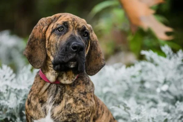 Fila Brasileiro 2vettop% Fila Brasileiro
