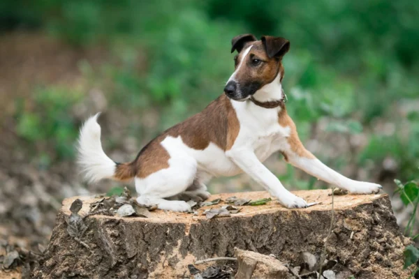 Fox Terrier de Pelo Liso 2vettop% Fox Terrier de pelo liso