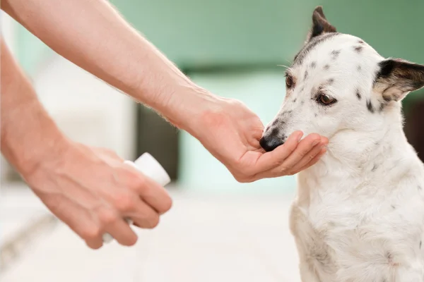 Gabapentina para Cães 1vettop% Gabapentina para Cães (2)