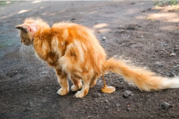 Giardíase em gatos 2vettop% Giardíase em Gatos