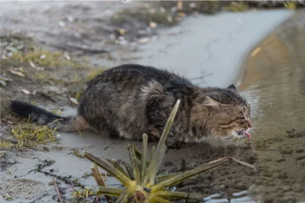 Giardíase em gatos 1vettop% Giardíase em Gatos