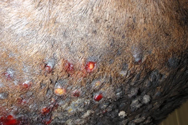 HABRONEMOSE CUTÂNEA EM EQUINOS 1vettop% HABRONEMOSE CUTÂNEA EM EQUINOS