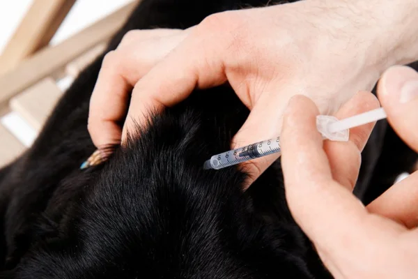 Insulina para Cachorros 2vettop% Insulina para Cachorros