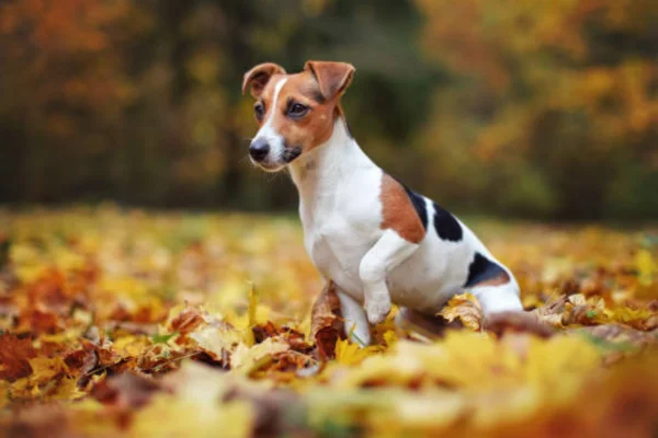 Jack Russell Terrier 1vettop% Jack Russell Terrier