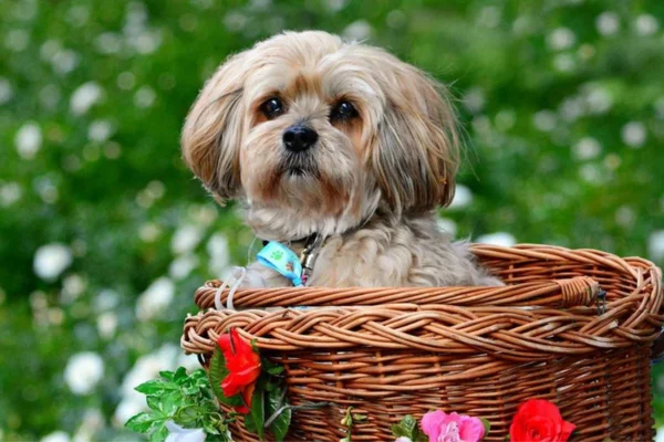 Lhasa Apso 1vettop% Lhasa Apso