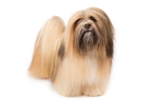 Lhasa Apso 2vettop% Lhasa Apso