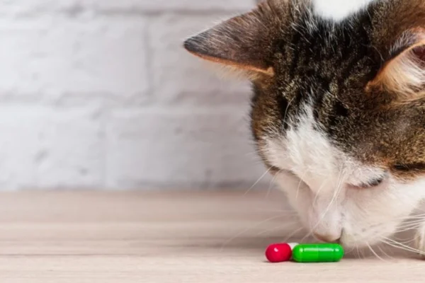Medicamentos Mortais para Gatos 2vettop% Medicamentos Mortais para Gatos (2)