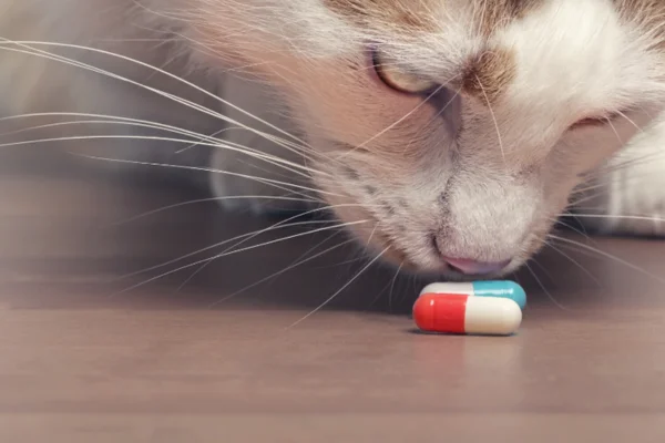 Medicamentos Tóxicos para Gatos 1vettop% Medicamentos Tóxicos para GatoS (1)