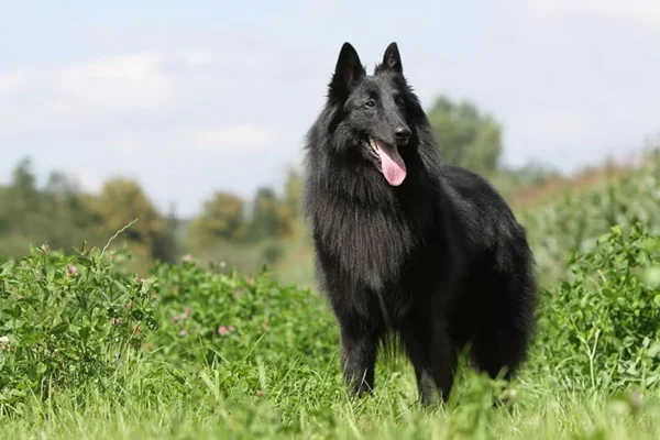 Pastor Belga Groenendael 2vettop% Pastor Belga Groenendael
