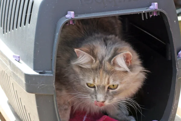 Pode dar Dramin para gatos? 1vettop% Pode dar Dramin para gatos?