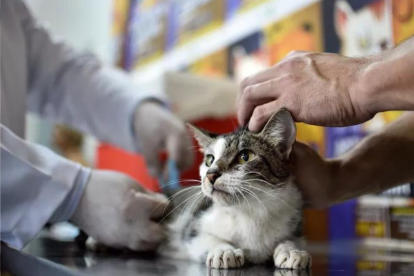 Buscopan para Gatos: É Seguro Administrar? 2vettop% Buscopan para Gatos