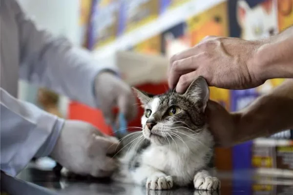 Cefalexina para Gatos 1vettop% Buscopan para Gatos