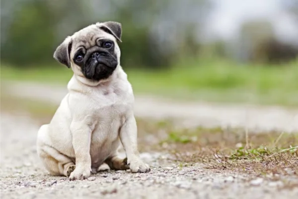 Pug 1vettop% Pug