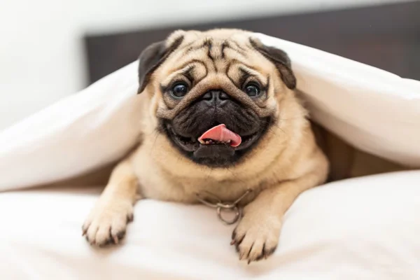 Pug 2vettop% Pug