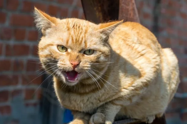 Raiva em Gatos 2vettop% Raiva em Gatos