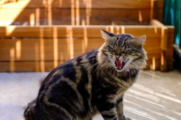 Raiva em Gatos 1vettop% Raiva em Gatos