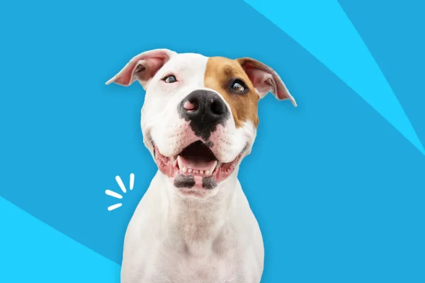 Levotiroxina para Cães: Uso, Dosagem e Efeitos Colaterais 2vettop% Tratamento hormonal para cães