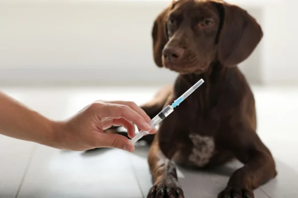 Levotiroxina para Cães: Uso, Dosagem e Efeitos Colaterais 1vettop% Tratamento hormonal para cães