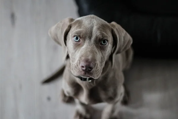 Weimaraner 1vettop% Weimaraner