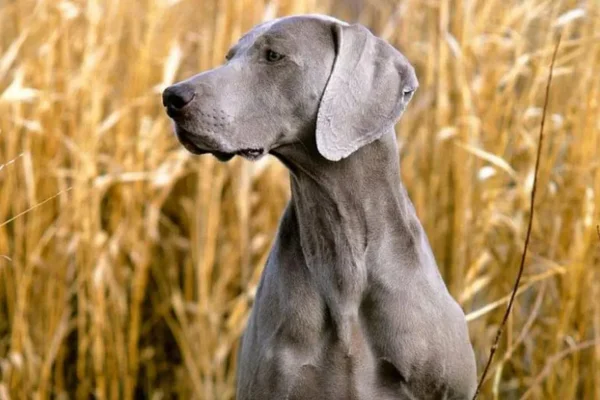 Weimaraner 2vettop% Weimaraner
